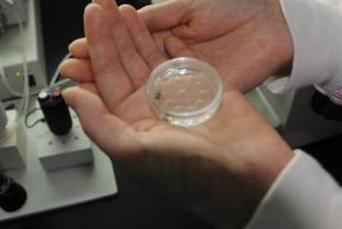 试管移植后有胸腔积液怎么办？囊胚后胸腔积液如何消除最快？